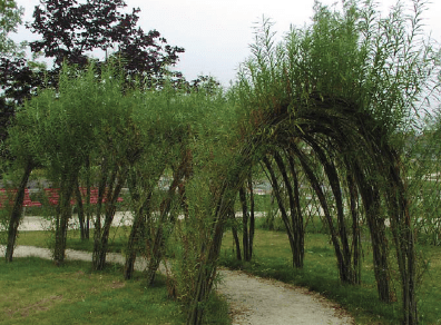 Wilgentunnel